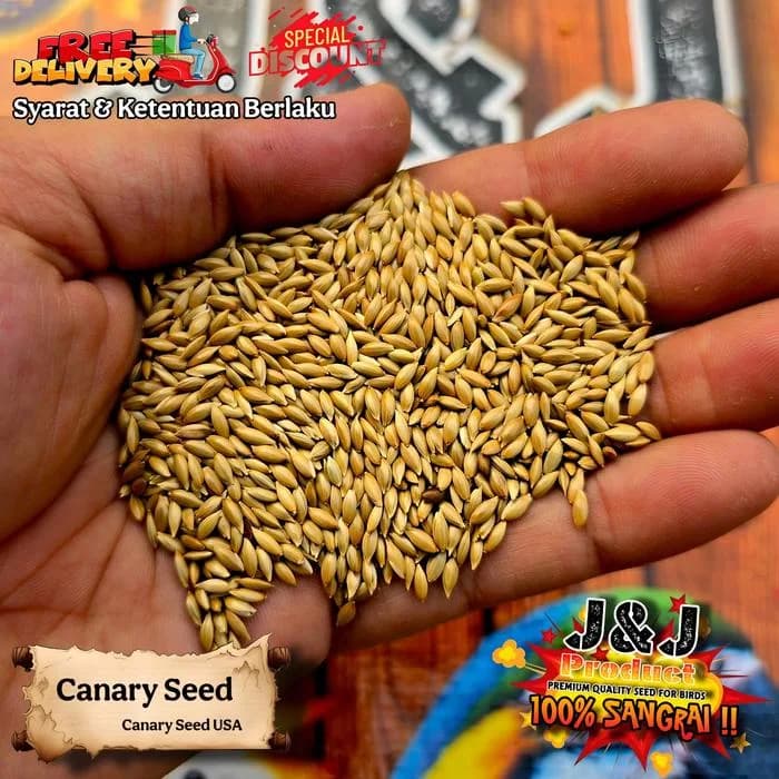 Canary seed 1kg biji kenari pakan burung J&J