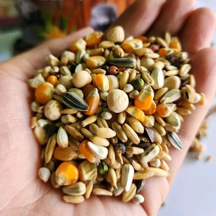 Pakan burung Merpati PIGEON MIX 1kg JJ Premium seed burung dara